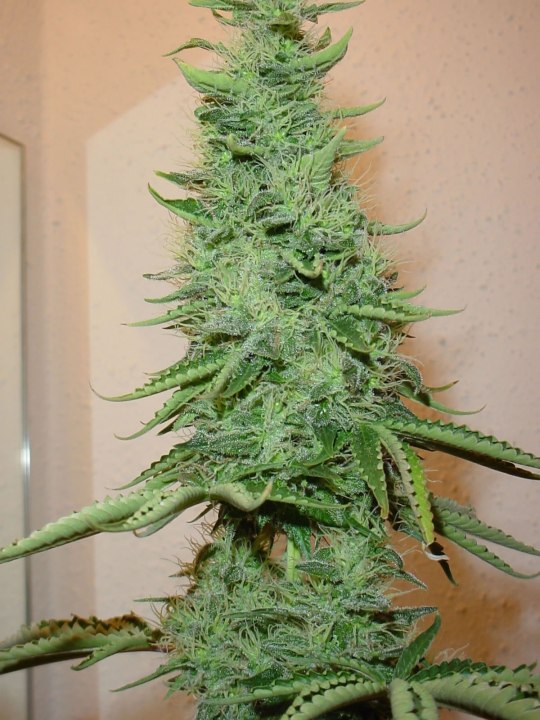 big_bud_marijuana